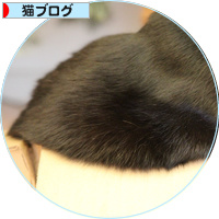 子猫は、箱に入るもの!_a0389088_18201555.jpg