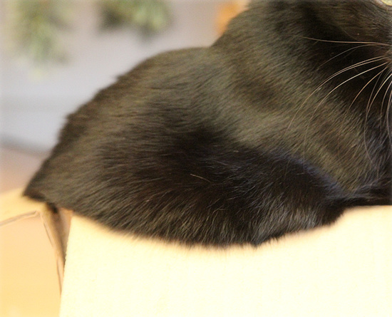 子猫は、箱に入るもの!_a0389088_18201592.jpg