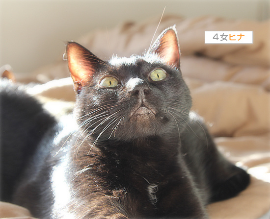 猫の楽園_a0389088_18201694.jpg