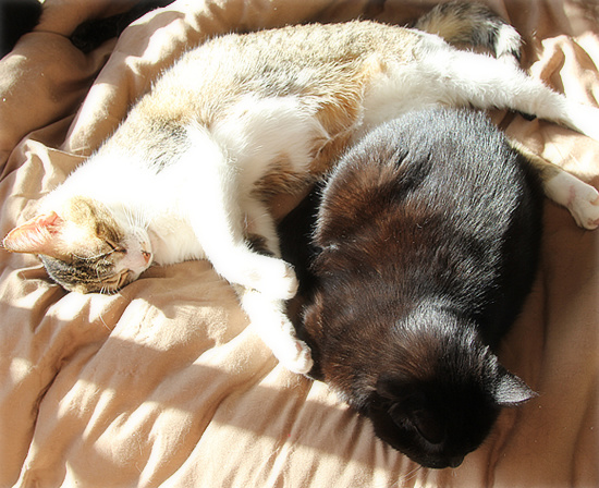 猫の楽園_a0389088_18201719.jpg