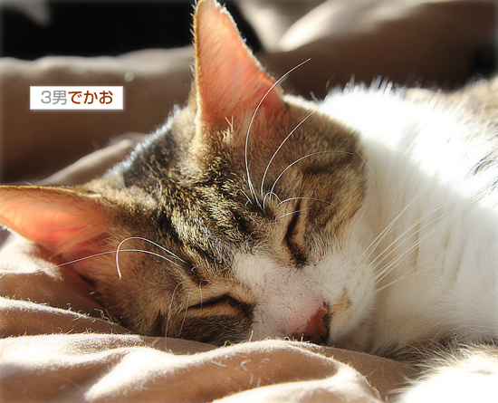 猫の楽園_a0389088_18201736.jpg