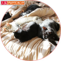 猫の楽園_a0389088_18201783.jpg