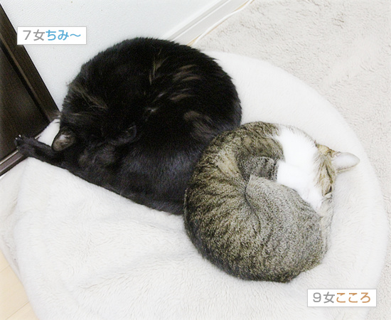 不本意な猫だんご_a0389088_18202239.jpg