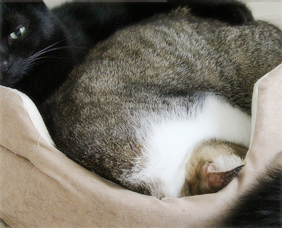 不本意な猫だんご_a0389088_18202306.jpg