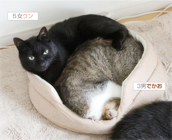 猫ベッドがおかしい!_a0389088_18202883.jpg
