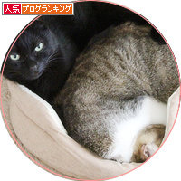 猫ベッドがおかしい!_a0389088_18202941.jpg