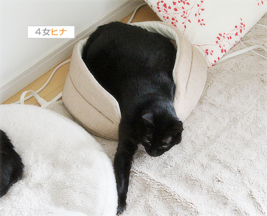 猫ベッドがおかしい!_a0389088_18202950.jpg