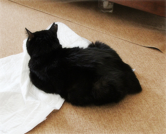そこだけ出てる!_a0389088_18203370.jpg