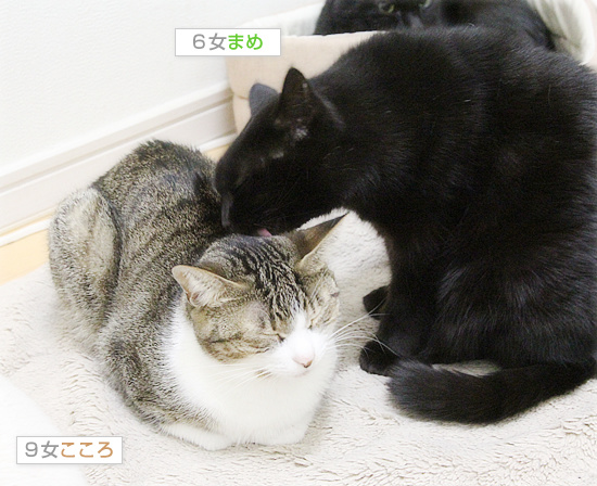 黒いまめ_a0389088_18203442.jpg