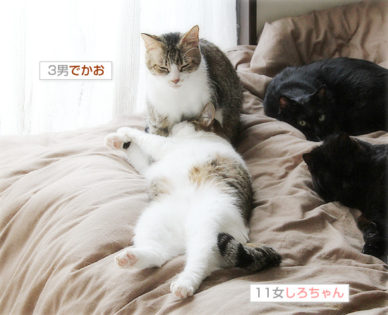 腹まくら_a0389088_18203696.jpg