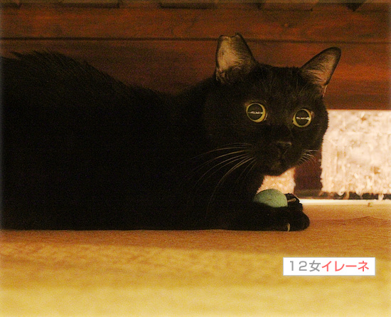 サンタさんが、やってきた!_a0389088_18203716.jpg