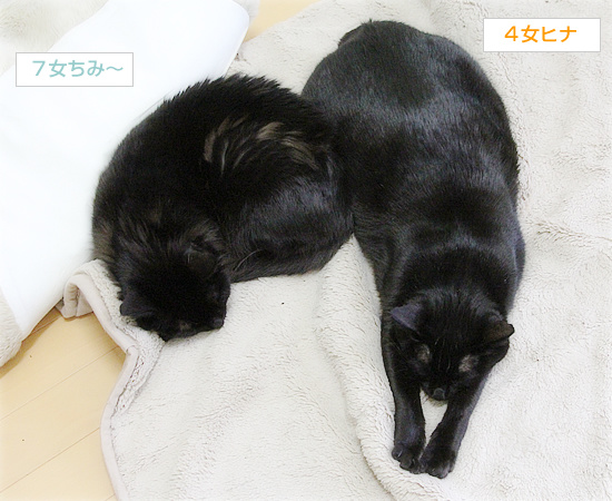 年末の悪夢_a0389088_18204011.jpg