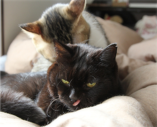もしゃという猫_a0389088_18210206.jpg