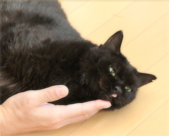 もしゃという猫_a0389088_18210235.jpg