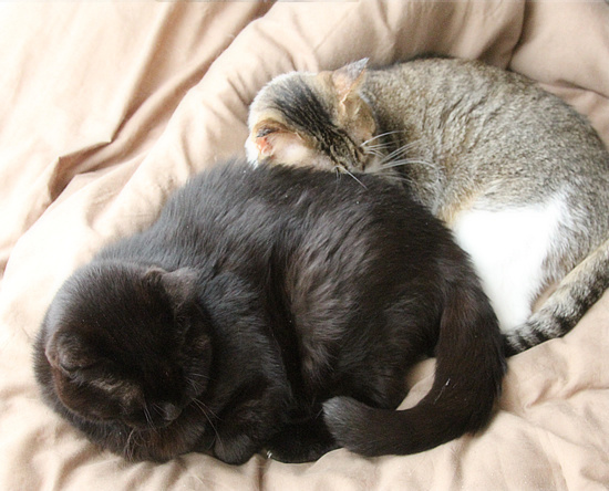 もしゃという猫_a0389088_18210262.jpg
