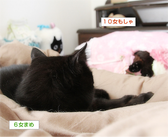 もしゃの葬儀の日が決まりました_a0389088_18210315.jpg