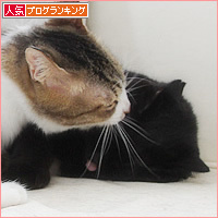 もしゃという猫_a0389088_18210349.jpg