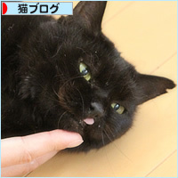 もしゃという猫_a0389088_18210360.jpg