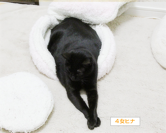 猫ベッド【成功例】【失敗例】_a0389088_18210608.jpg