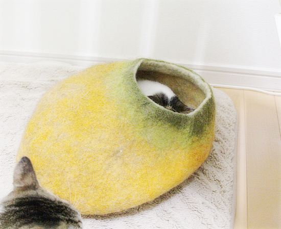 猫ベッド【成功例】【失敗例】_a0389088_18210654.jpg