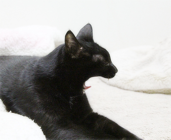 猫ベッド【成功例】【失敗例】_a0389088_18210671.jpg