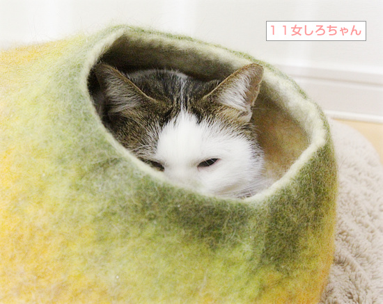 猫ベッド【成功例】【失敗例】_a0389088_18210679.jpg