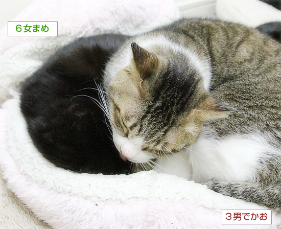 愛され臭_a0389088_18210844.jpg