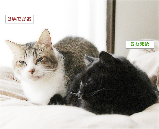 モテ期到来!_a0389088_18212193.jpg