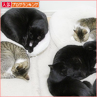 猫の集会_a0389088_18212383.jpg