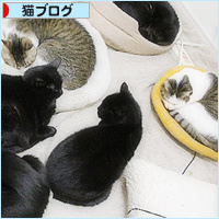 猫の集会_a0389088_18212385.jpg