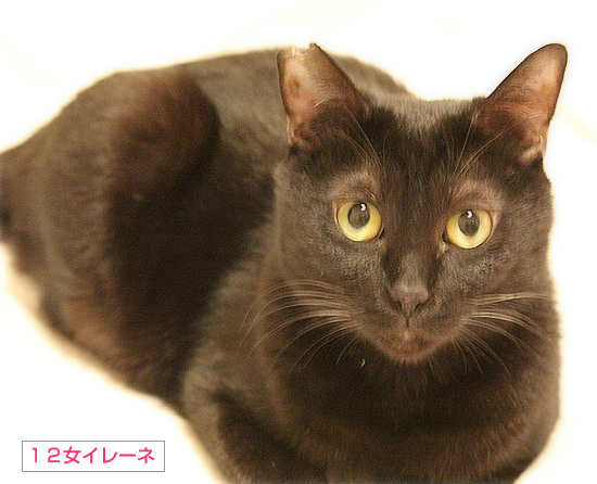 物書きの猫_a0389088_18213899.jpg