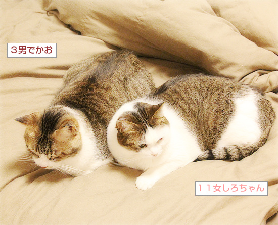 おばあちゃんズ_a0389088_18214703.jpg