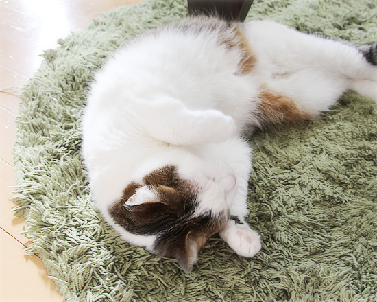 幸福な眠り_a0389088_18222533.jpg