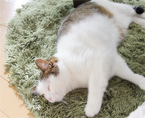 幸福な眠り_a0389088_18222544.jpg