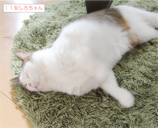 幸福な眠り_a0389088_18222560.jpg