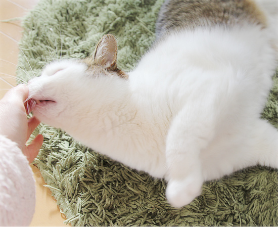 幸福な眠り_a0389088_18222590.jpg