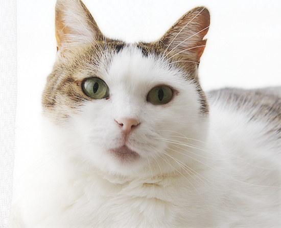 猫のモデル_a0389088_18224389.jpg