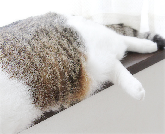 猫のモデル_a0389088_18224392.jpg