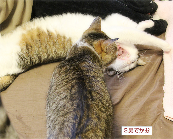 眠るから猫_a0389088_18224576.jpg