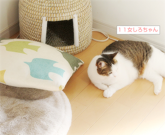 猫のためなら、えんやこ~ら_a0389088_18224829.jpg