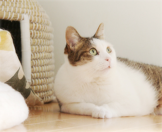 猫のためなら、えんやこ~ら_a0389088_18224835.jpg