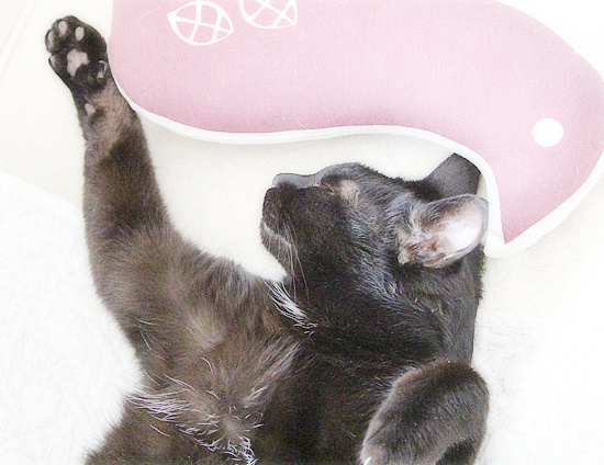 猫音頭_a0389088_18225048.jpg