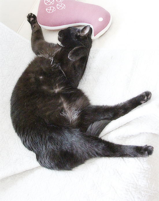 猫音頭_a0389088_18225062.jpg