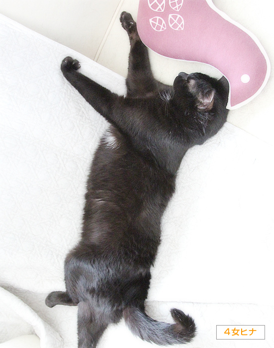 猫音頭_a0389088_18225090.jpg