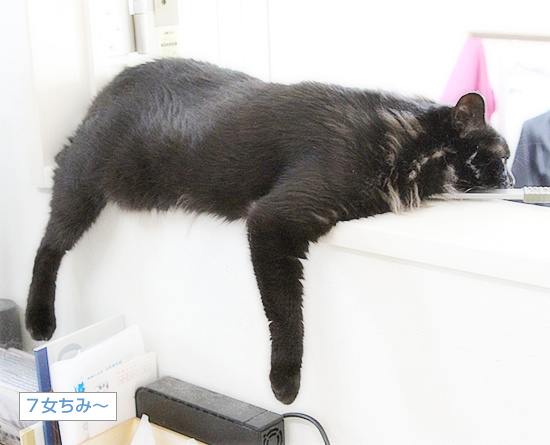ナマケモノのお昼寝_a0389088_18225135.jpg