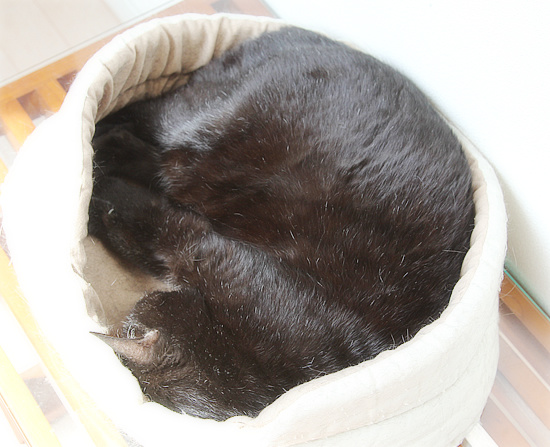 黒縞カプセルホテル_a0389088_18225611.jpg
