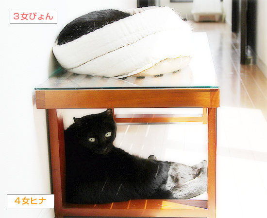 黒縞カプセルホテル_a0389088_18225618.jpg