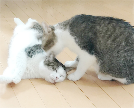 しろちゃんスイッチ_a0389088_18232360.jpg