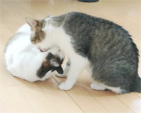 しろちゃんスイッチ_a0389088_18232376.jpg