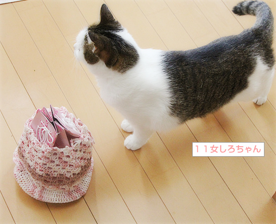 もしゃの夏毛_a0389088_18232934.jpg